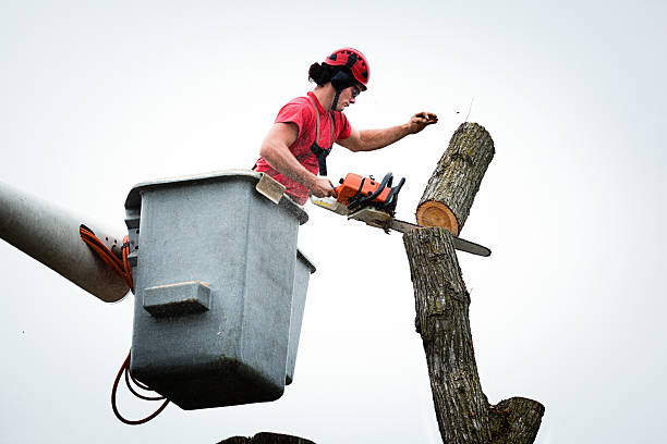 Best Firewood Processing and Delivery  in Helemano, HI